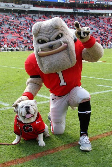 Georgia bulldog mascot